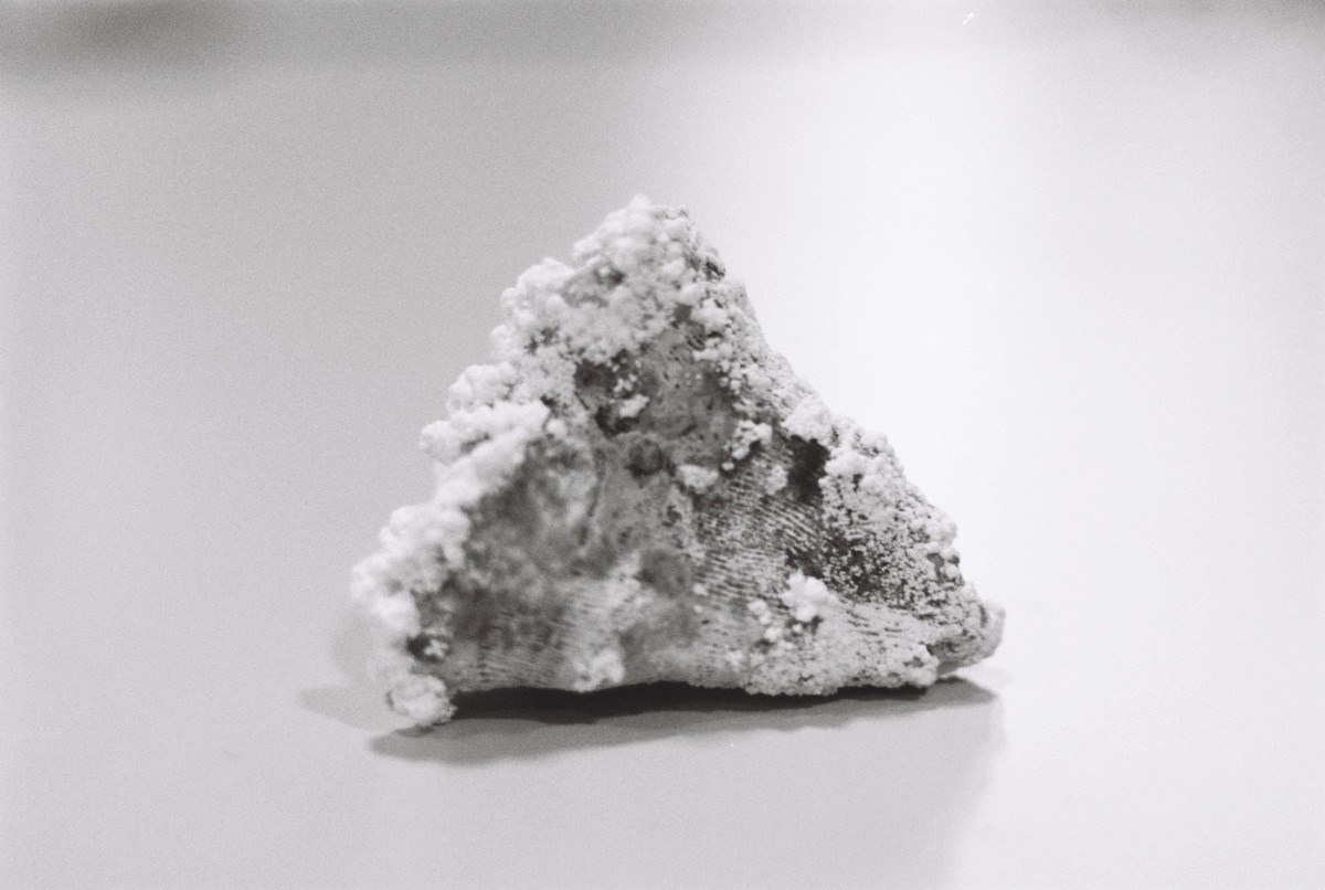 Alessio Pinton, Experiment on the growth of calcium acetate crystals on coral. 2024