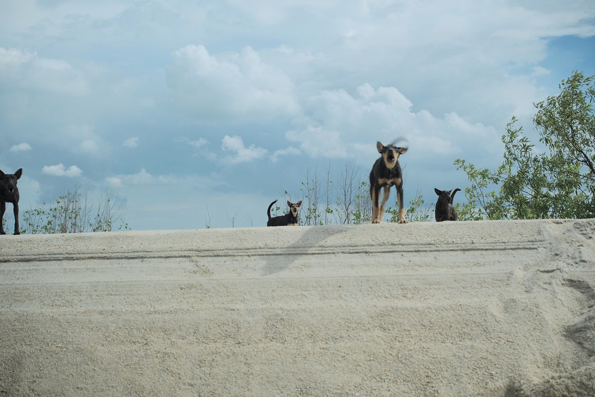 Stray dogs protecting their habitat in Forest City. Film still Overcast, 2025, Michaela Büsse