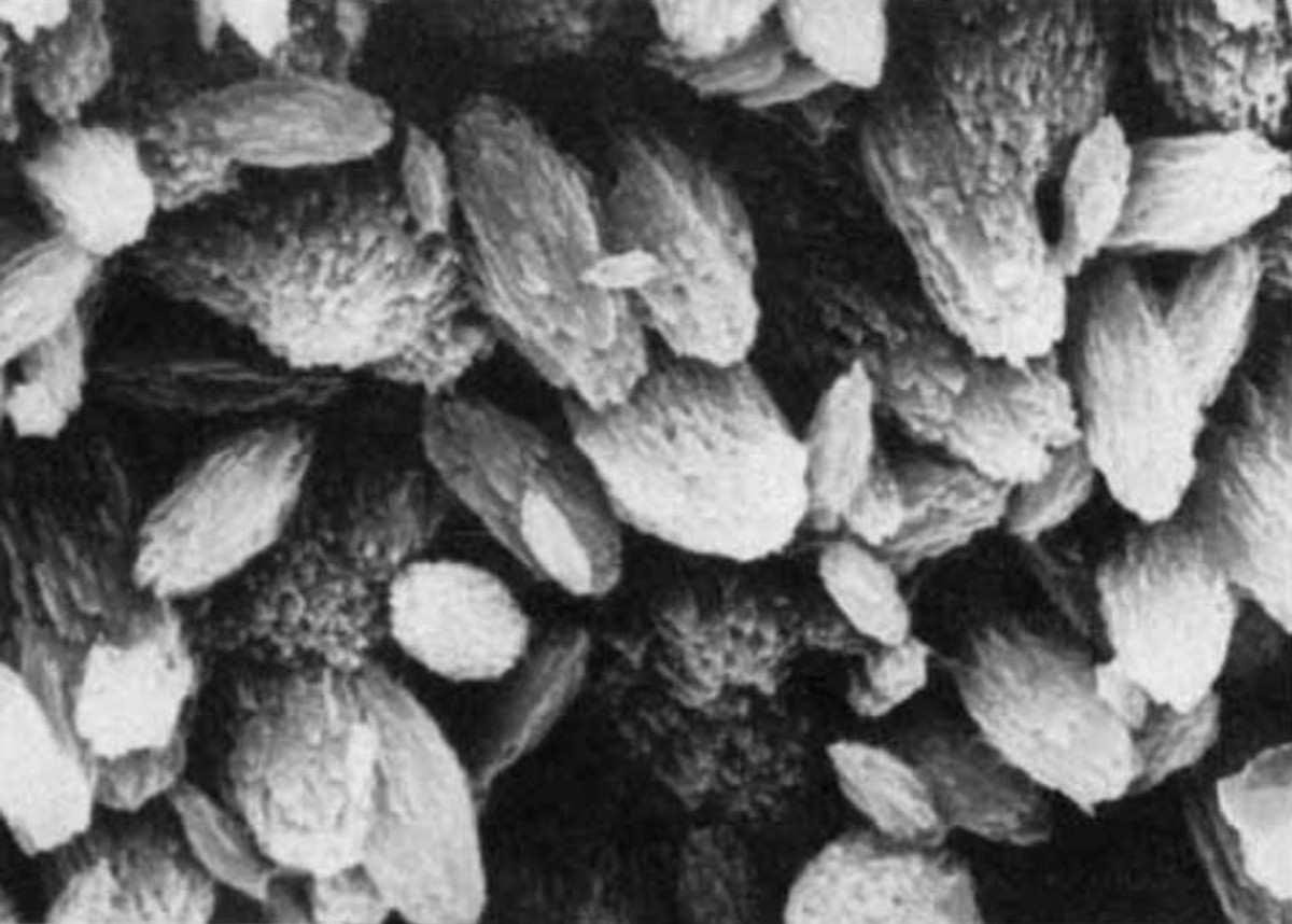 Lia Addadi, Stephen Weiner, Control and Design Principles in Biological Mineralization. Microscopic scans of organogenic aragonitic biomineralized crystals, 1992.