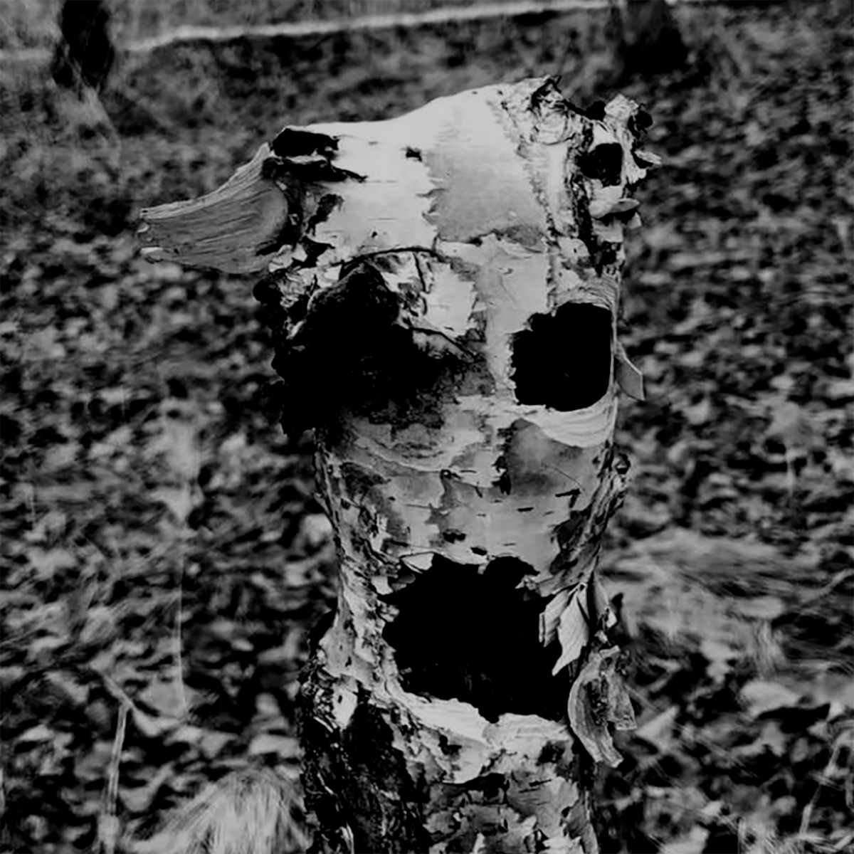 ‘White Birch’, Hulunbuir, 2023. Taken by Kristiina Koskentola.