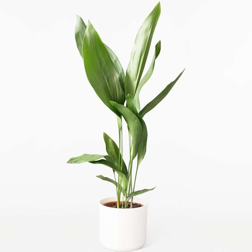 plantes-d-interieur-medd-agencement-aspidistra