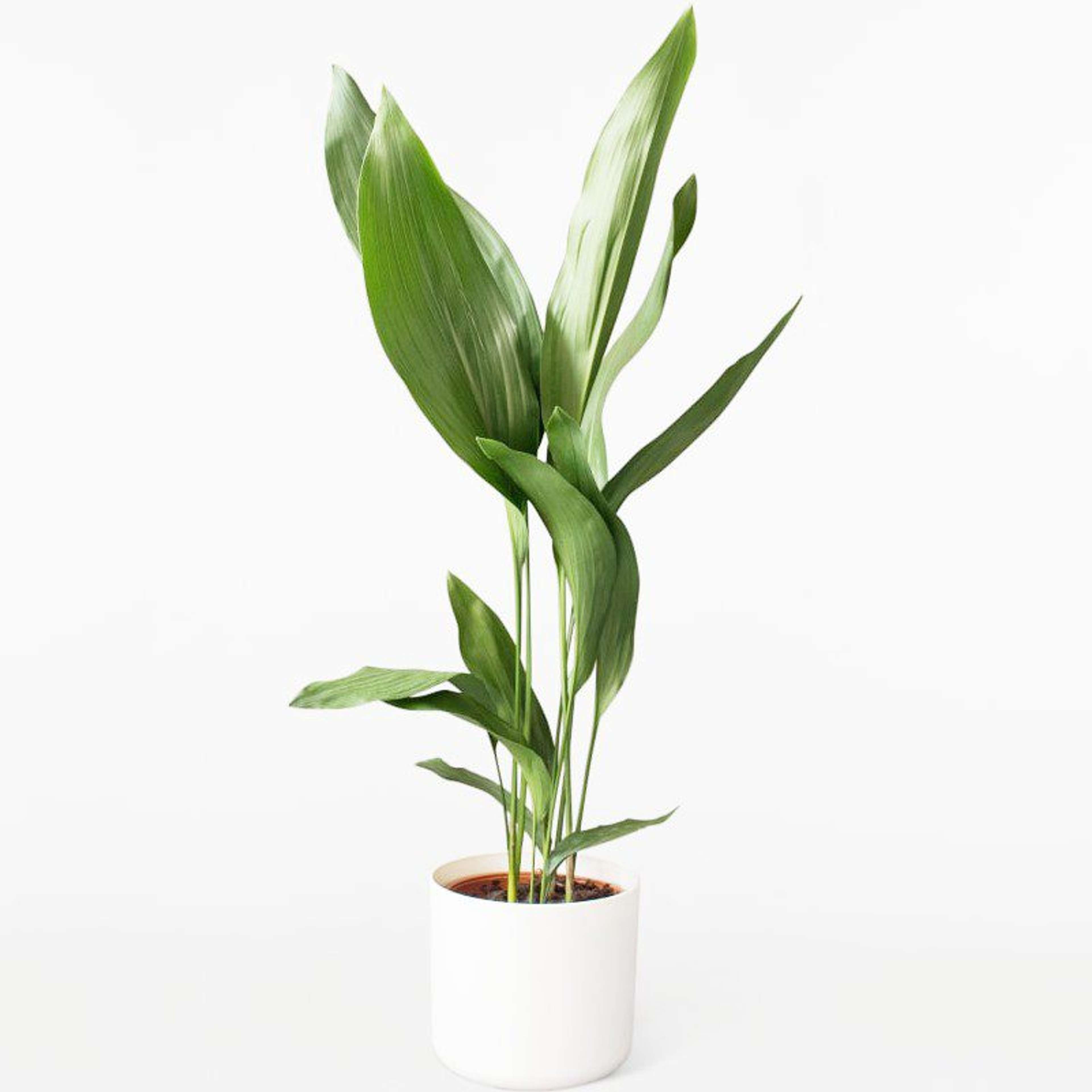 plantes-d-interieur-medd-agencement-aspidistra