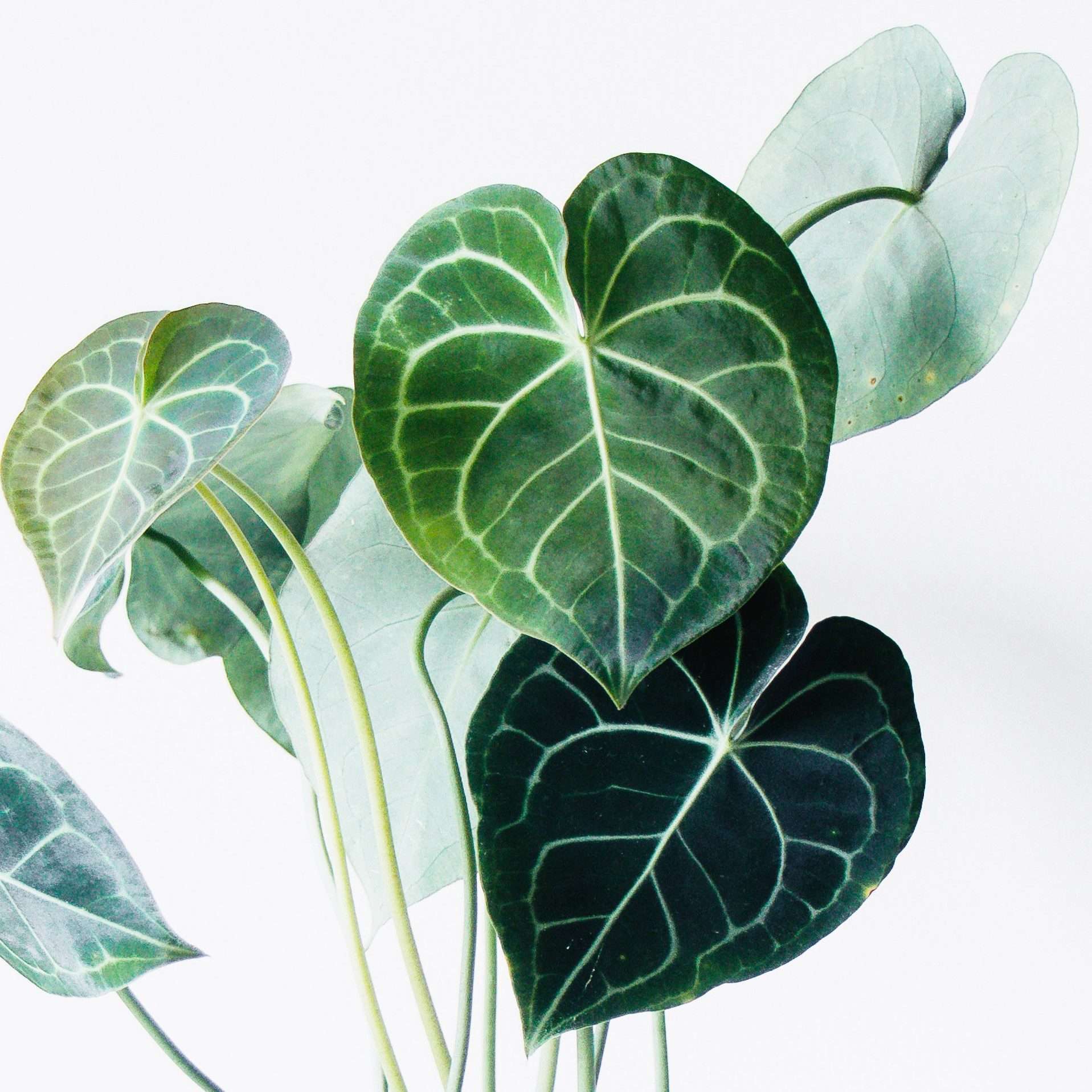 plantes-d-interieur-medd-agencement-filodendro