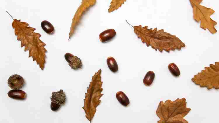 Autumn storefront: decorating tips for pharmacies