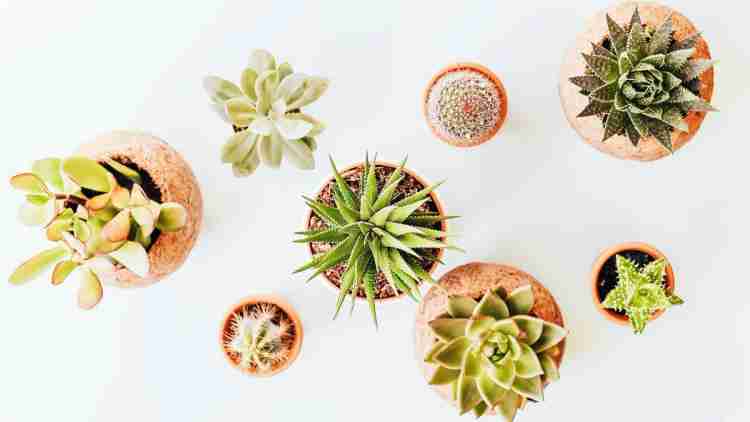 Plantas de interior: descubre algunas especies