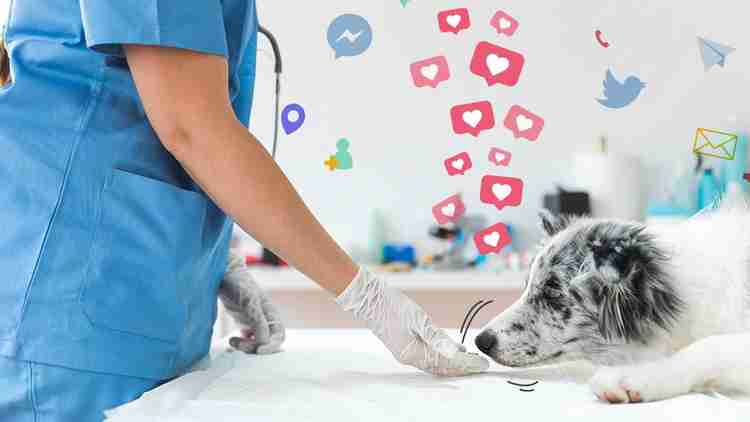 Marketing strategies for Veterinarians