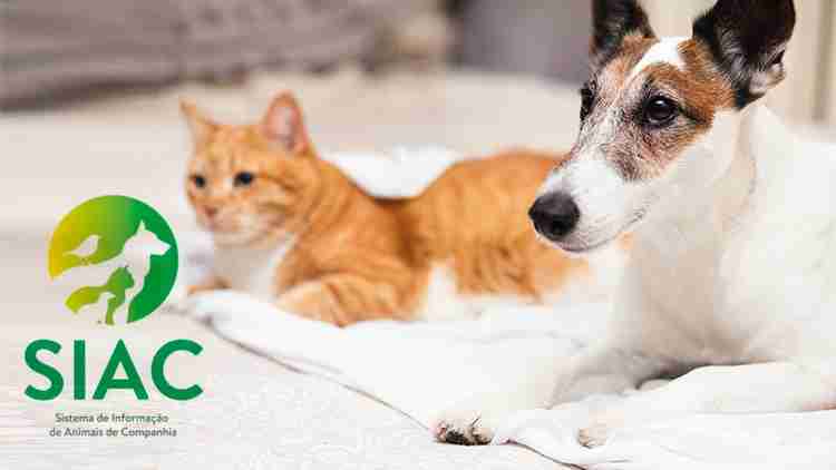 New legislation for the registration of dogs, cats and ferrets