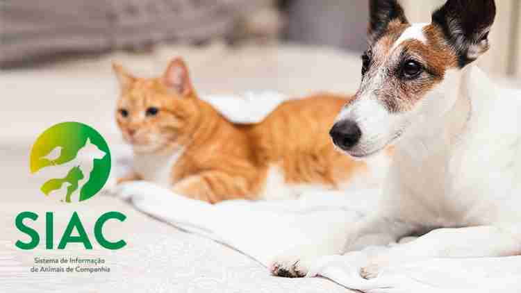 New legislation for the registration of dogs, cats and ferrets