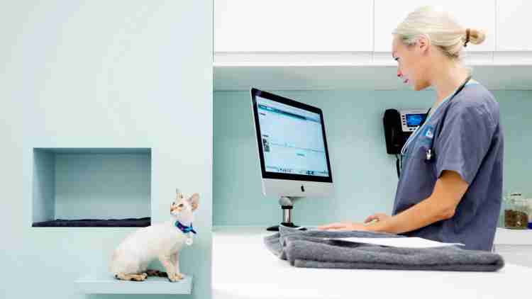 Ideas de diseño para clínicas veterinárias