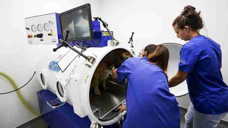 Câmara hiperbárica para tratamento de animais