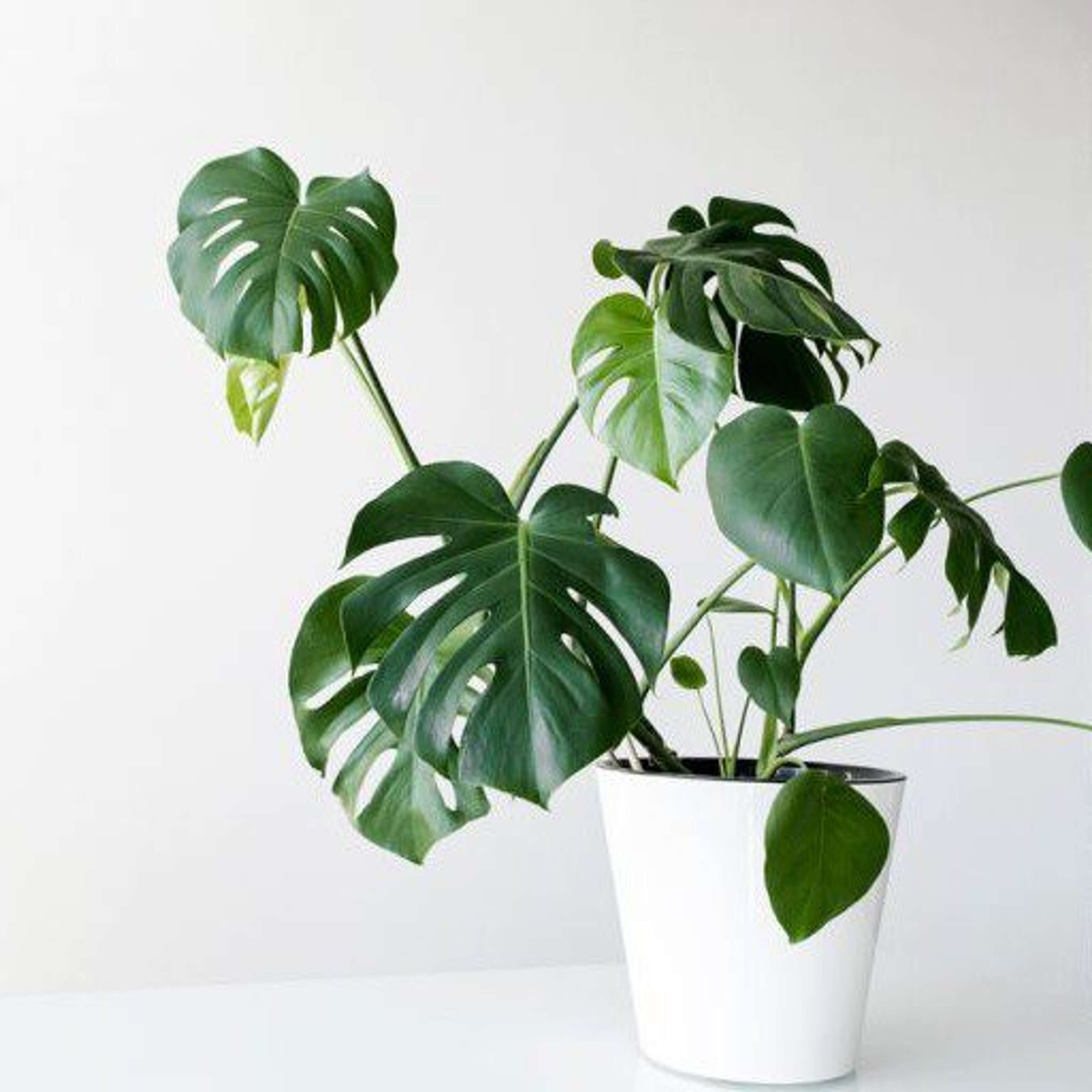 plantes-d-interieur-medd-agencement-monstera