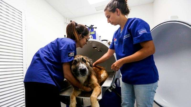 Câmara hiperbárica para tratamento de animais em Portugal