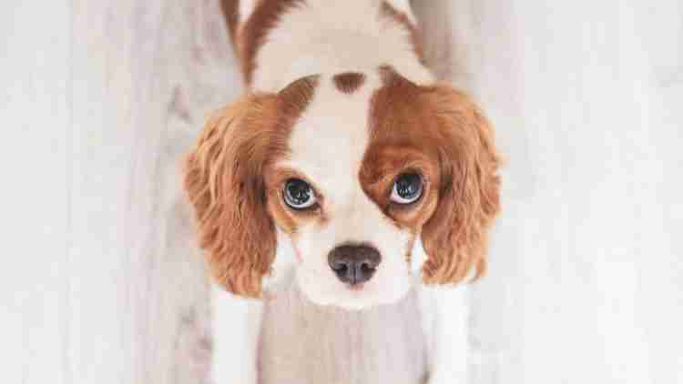 Veterinary Pharmacy: continuous investment in animal health