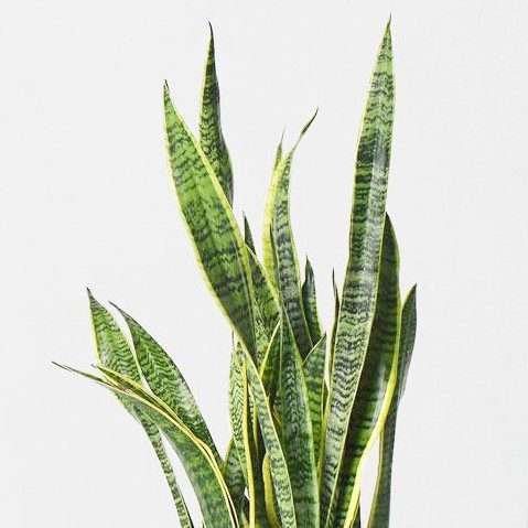 plantes-d-interieur-medd-agencement-trifasciate-sanseveria