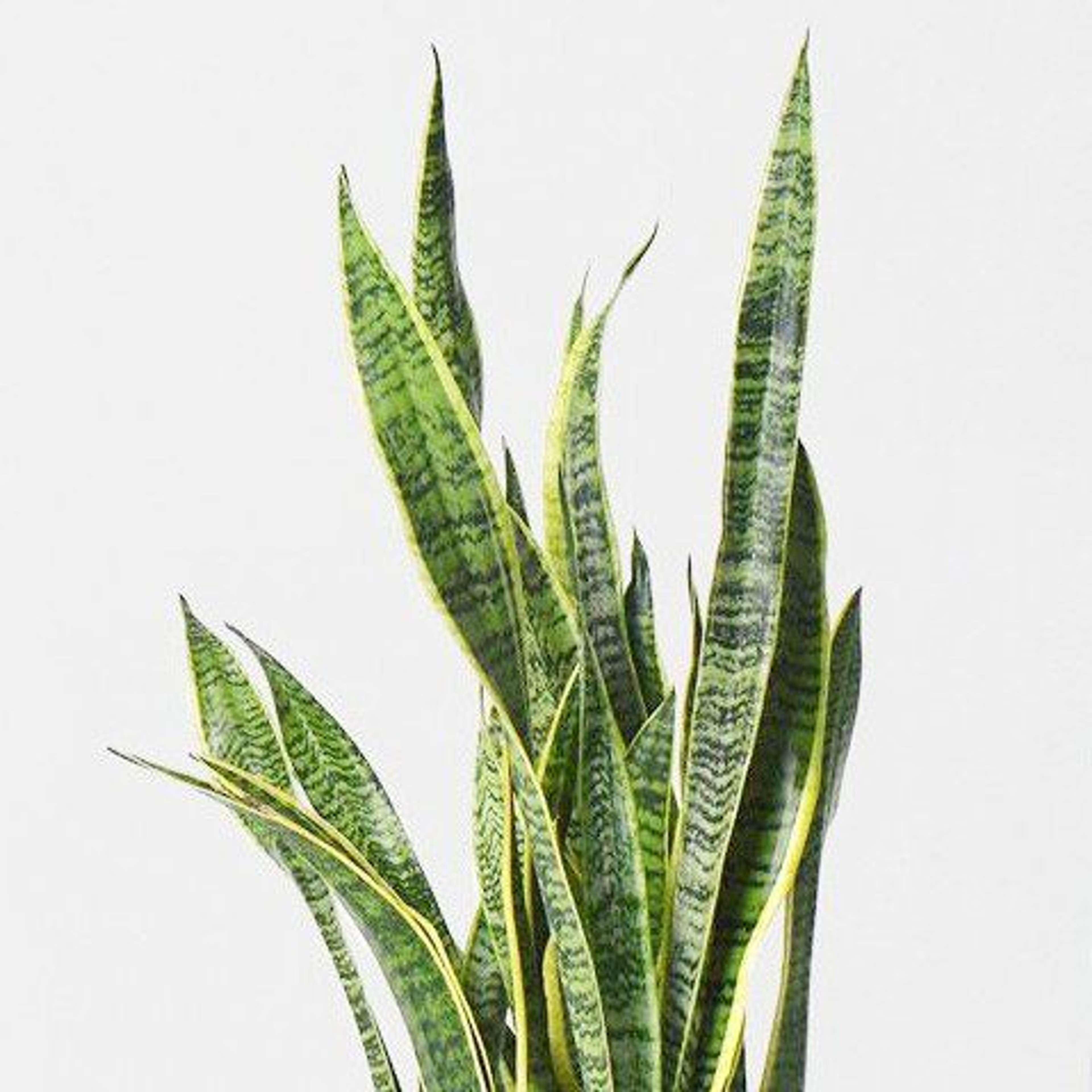 plantes-d-interieur-medd-agencement-trifasciate-sanseveria