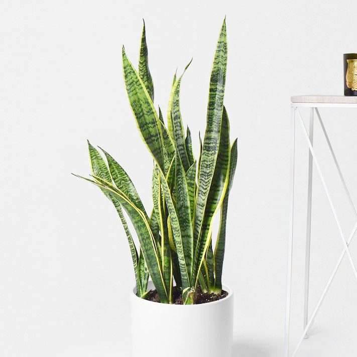 plantes-d-interieur-medd-agencement-trifasciate-sanseveria