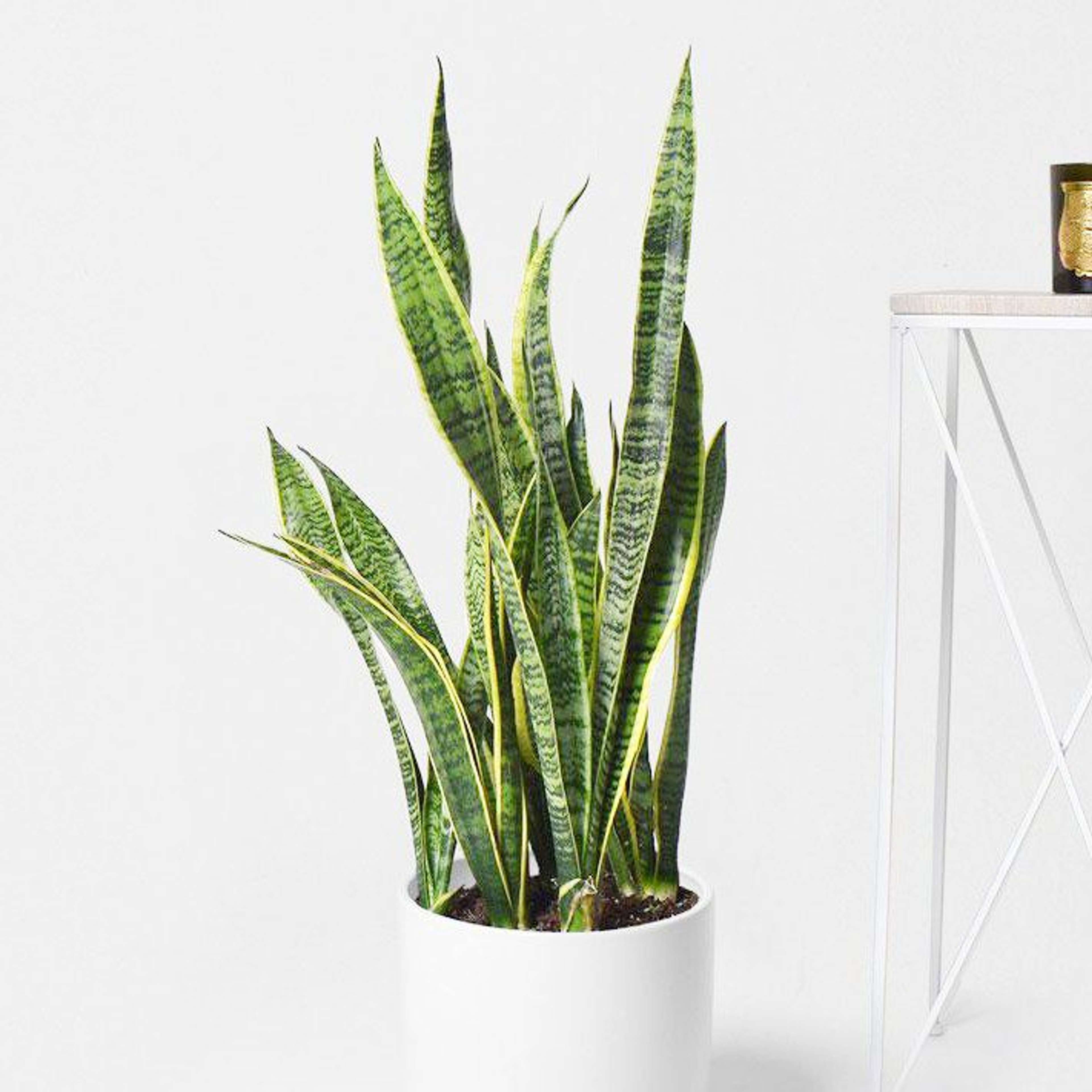 plantes-d-interieur-medd-agencement-trifasciate-sanseveria