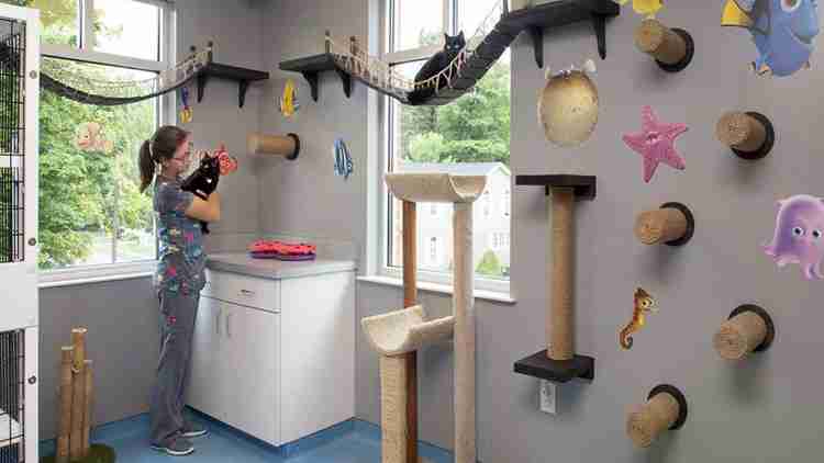 Design for a veterinary clinic - 5 ideas
