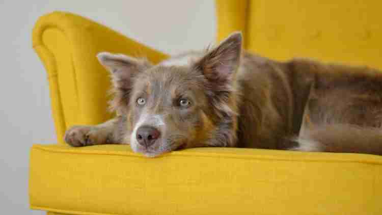 Mobilier pour animaux : modèles et astuces