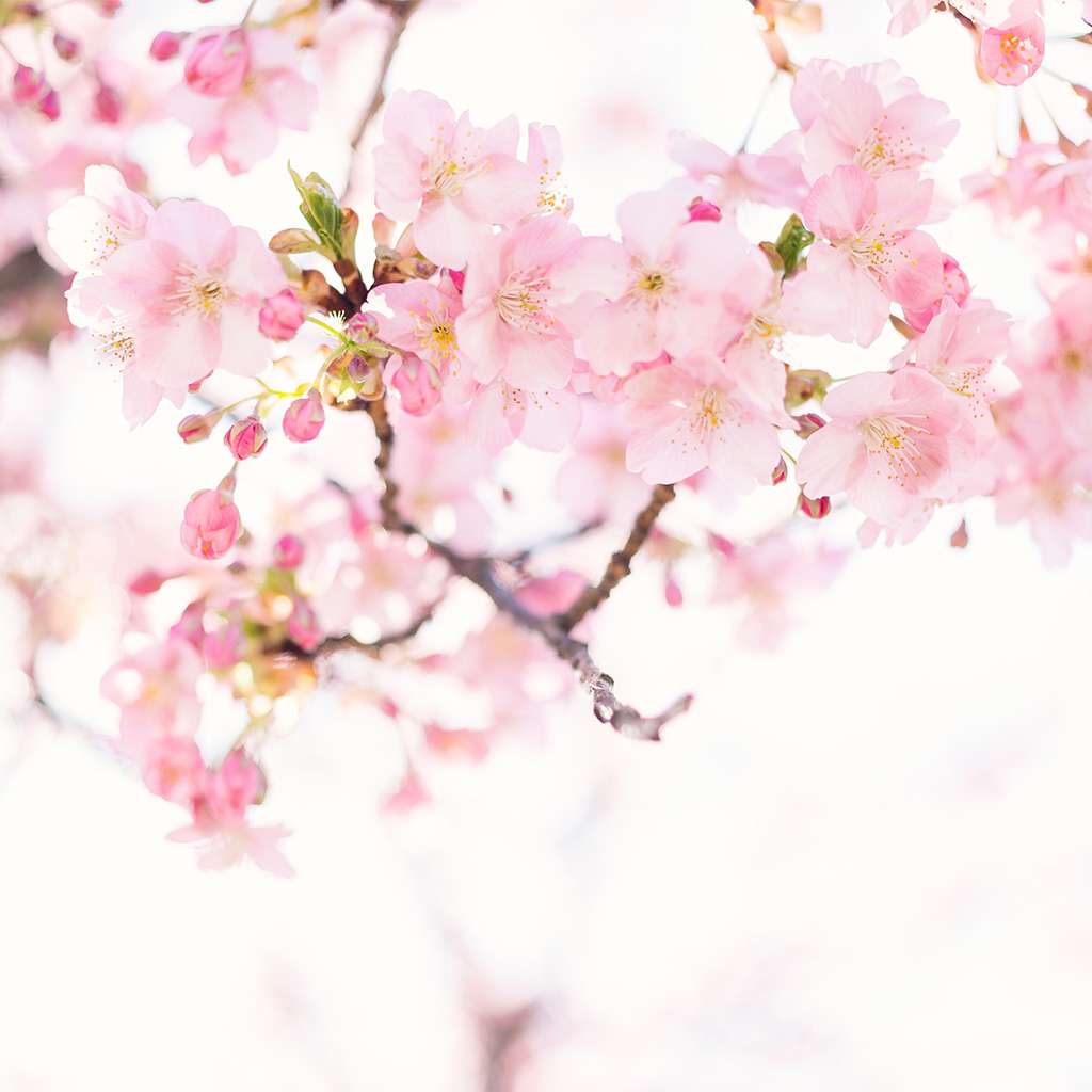 tendencias-de-cores-medd-design-blog-2024-soft-pink-stock-2