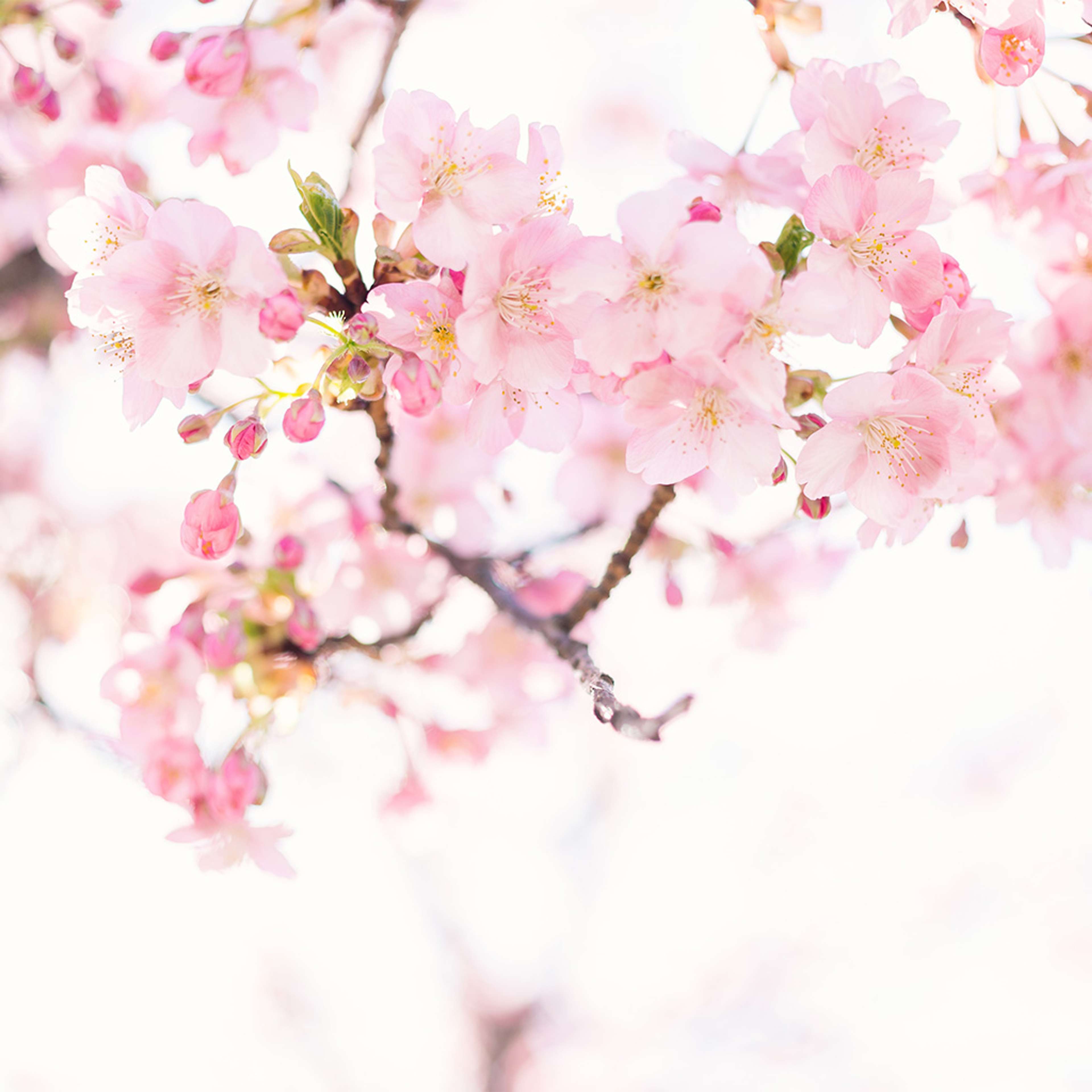 tendencias-de-cores-medd-design-blog-2024-soft-pink-stock-2