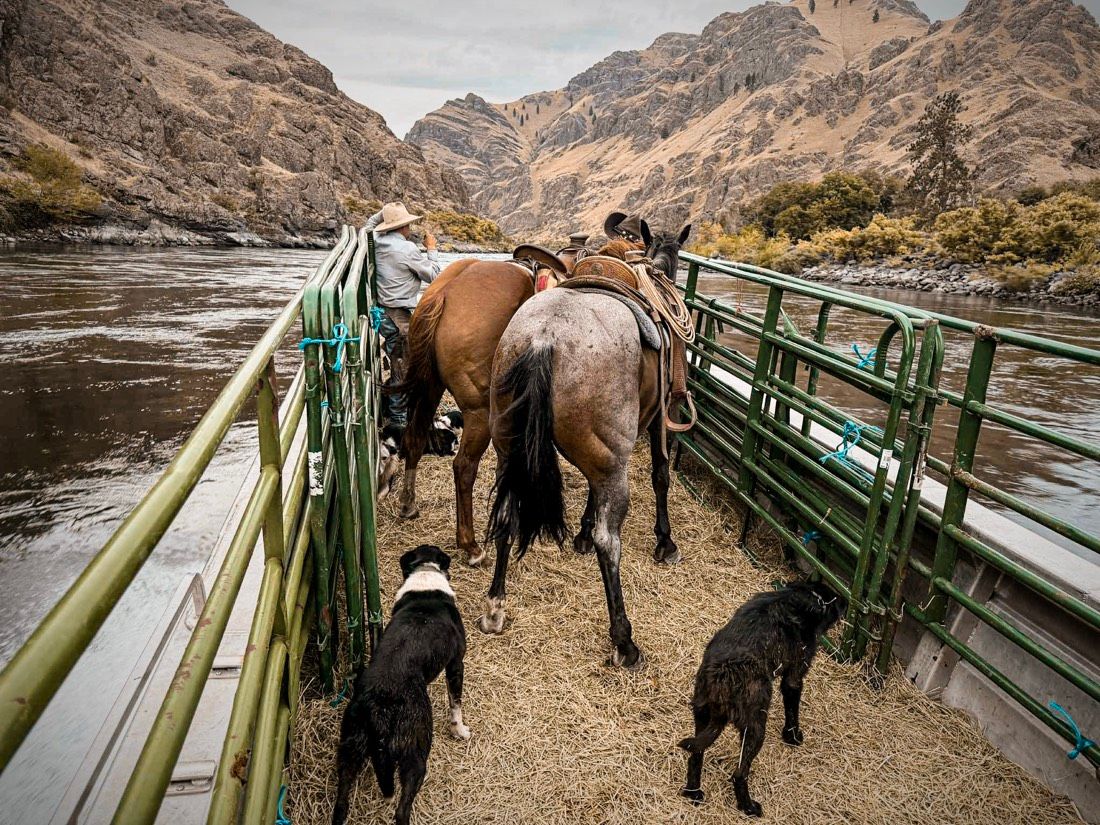 Livestock Hauling