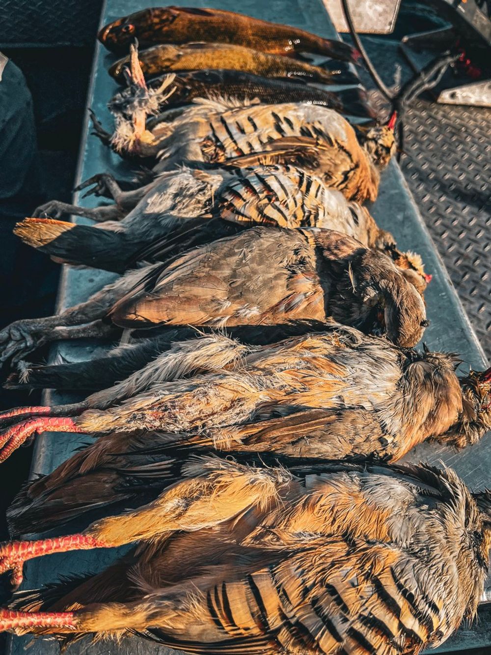 Upland game hunting on an Idaho cast and blast trip