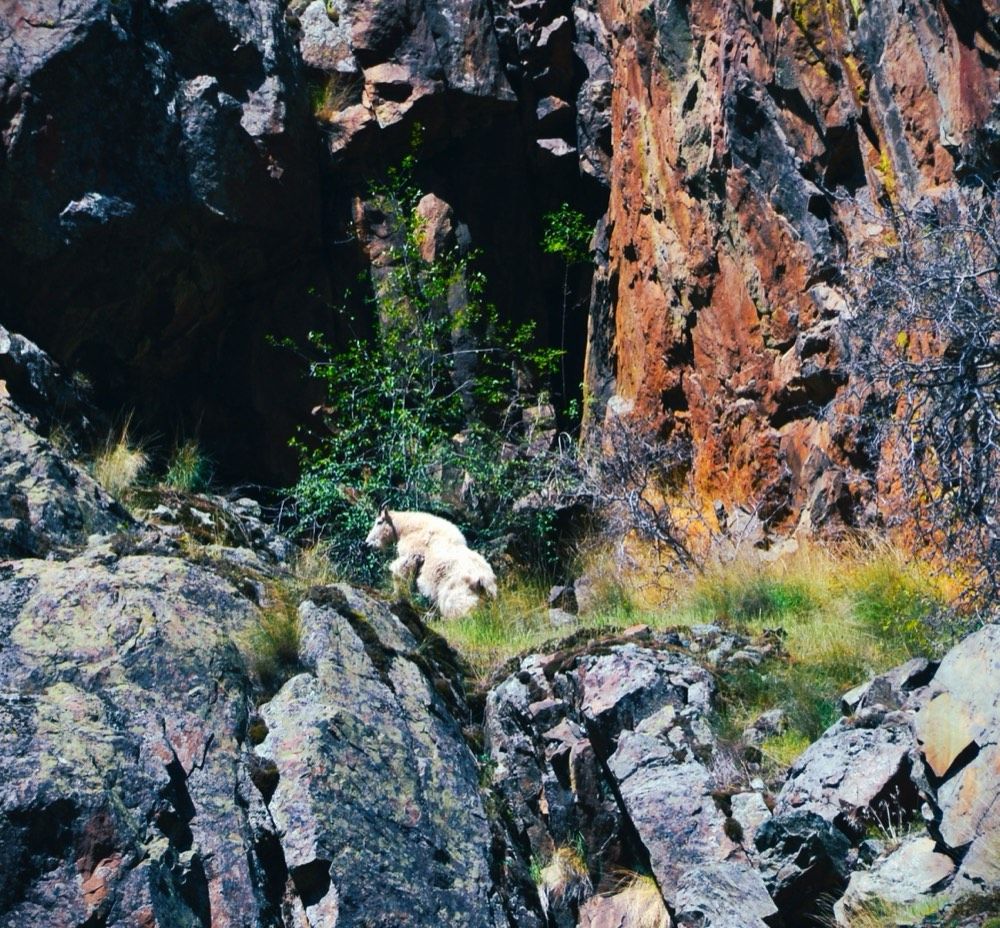 Mountain goat spotted on a Hells Canyon jet boat tour