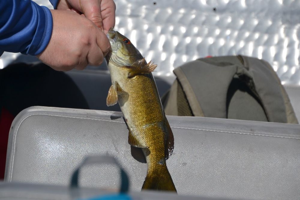 Smallmouth bass caught during the Haulin' Bass tournament