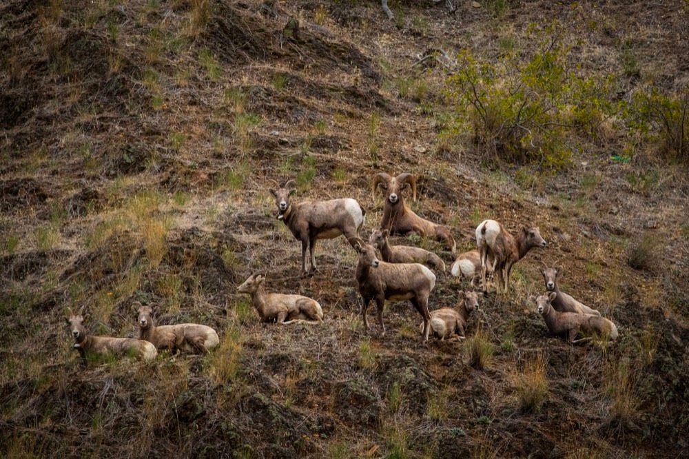 Wildlife in Hells Canyon hunting country