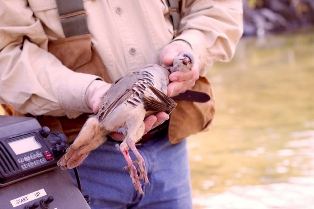 Hells Canyon chukar hunting accessed by jet boat