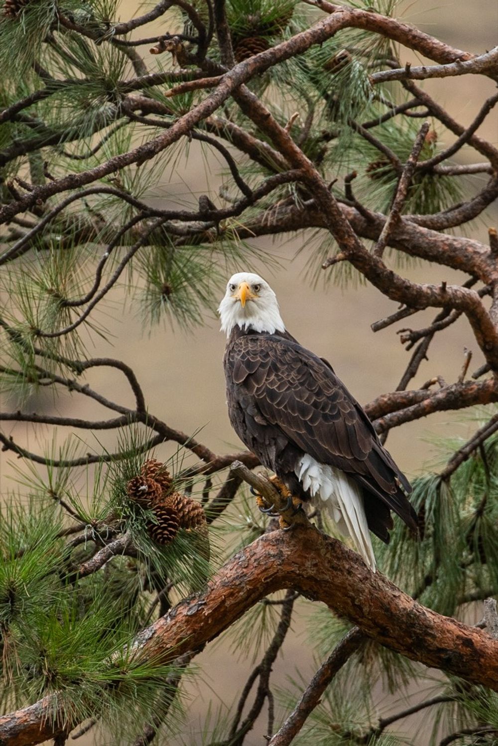 Wildlife viewing in Hells Canyon on an all-inclusive trip