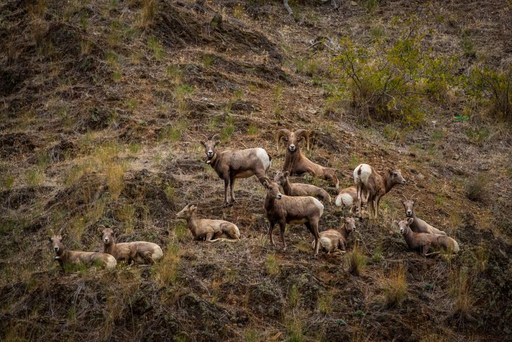 Wildlife Viewing: Bighorn Sheep on Hells Canyon Jet Boat Tour