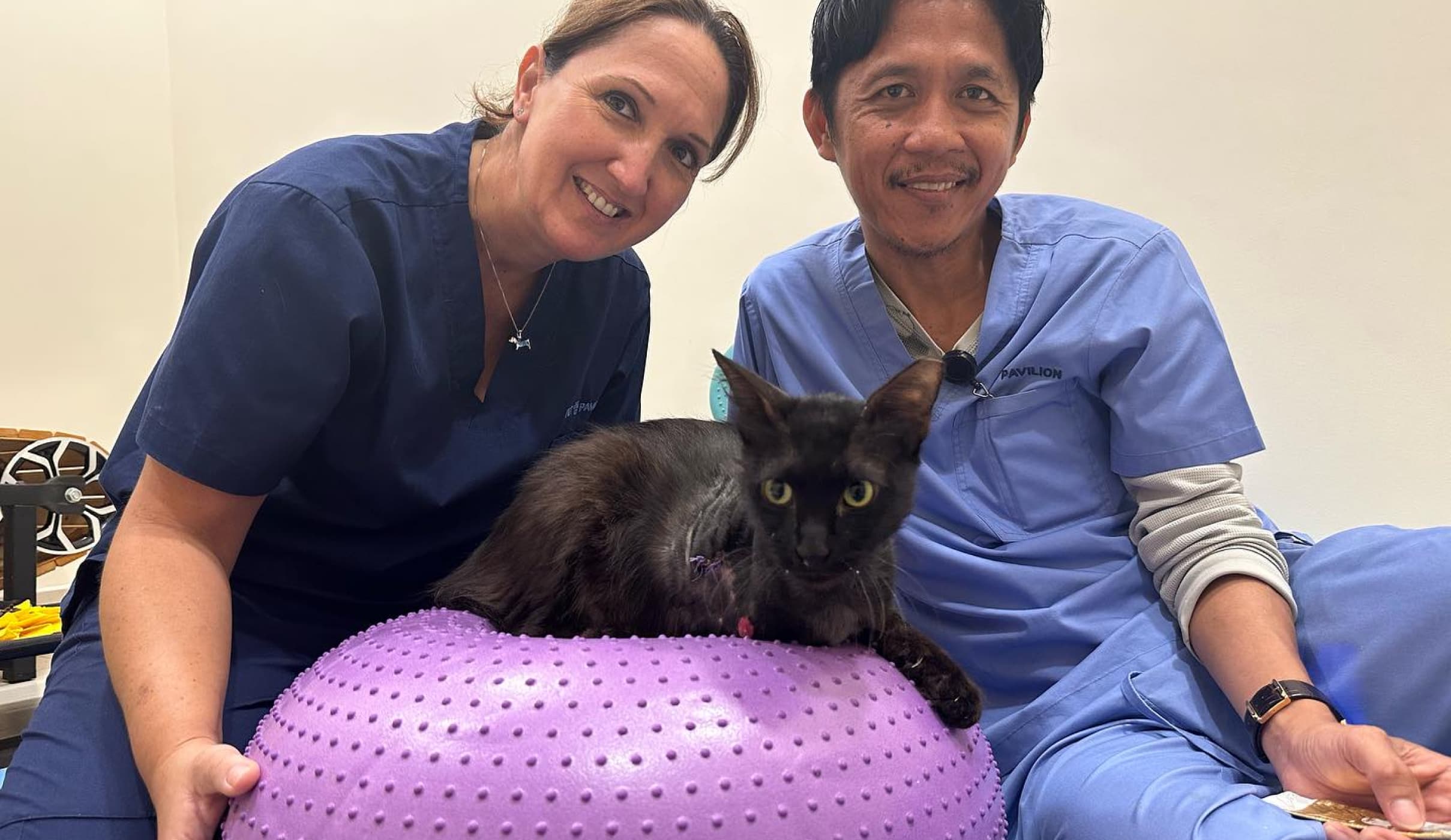 How Alternative Therapies Are Transforming Pet Care!