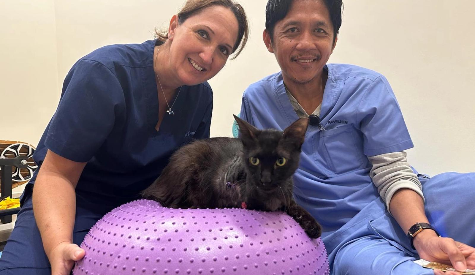 How Alternative Therapies Are Transforming Pet Care!