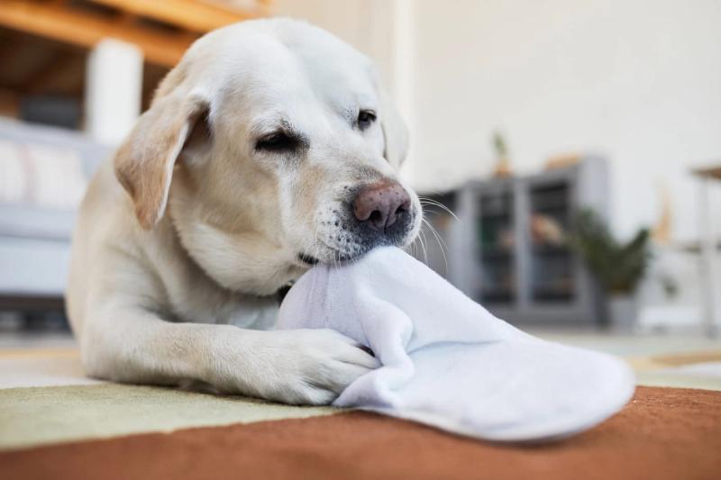Help! My Dog Ate A Sock. What Should I Do?