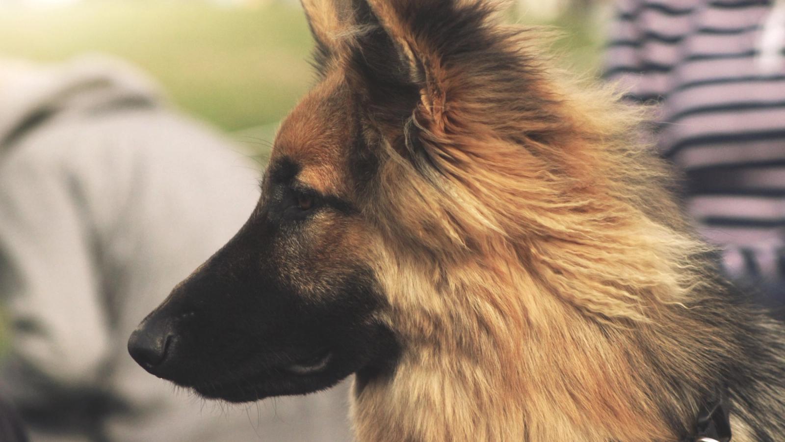 Our Best Grooming Tips for Your German Shepherds