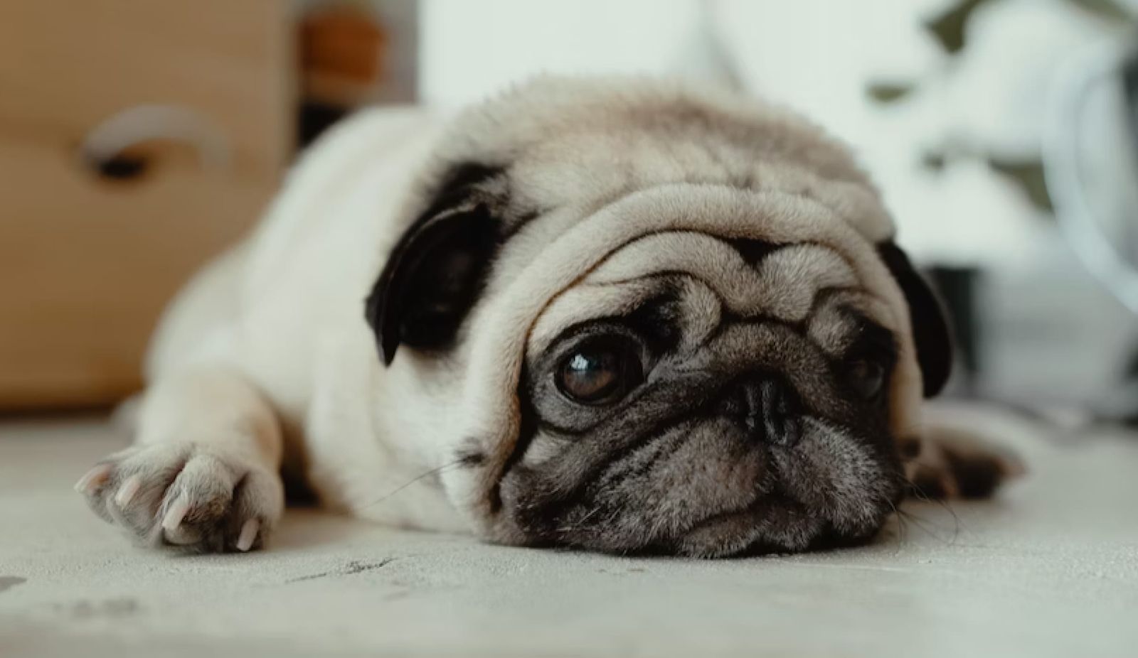 7 Signs Your Dog Isn’t Getting Enough Attention?