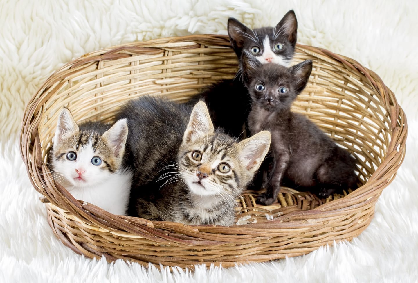 How Long Can You Leave Cats or Kittens Alone?