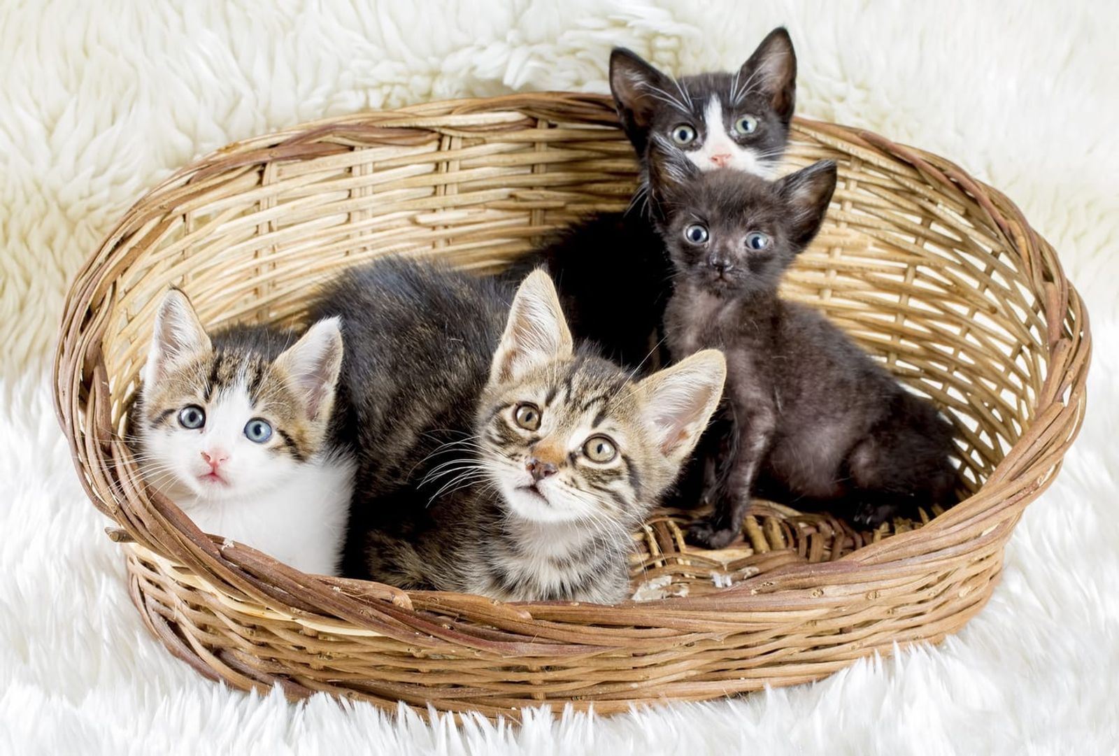 How Long Can You Leave Cats or Kittens Alone?