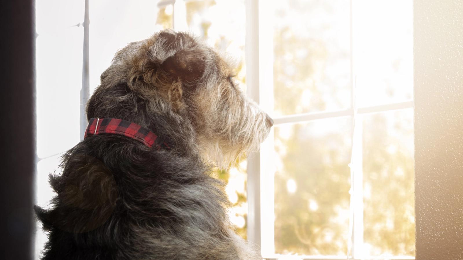 Introduction to Separation Anxiety in Dogs
