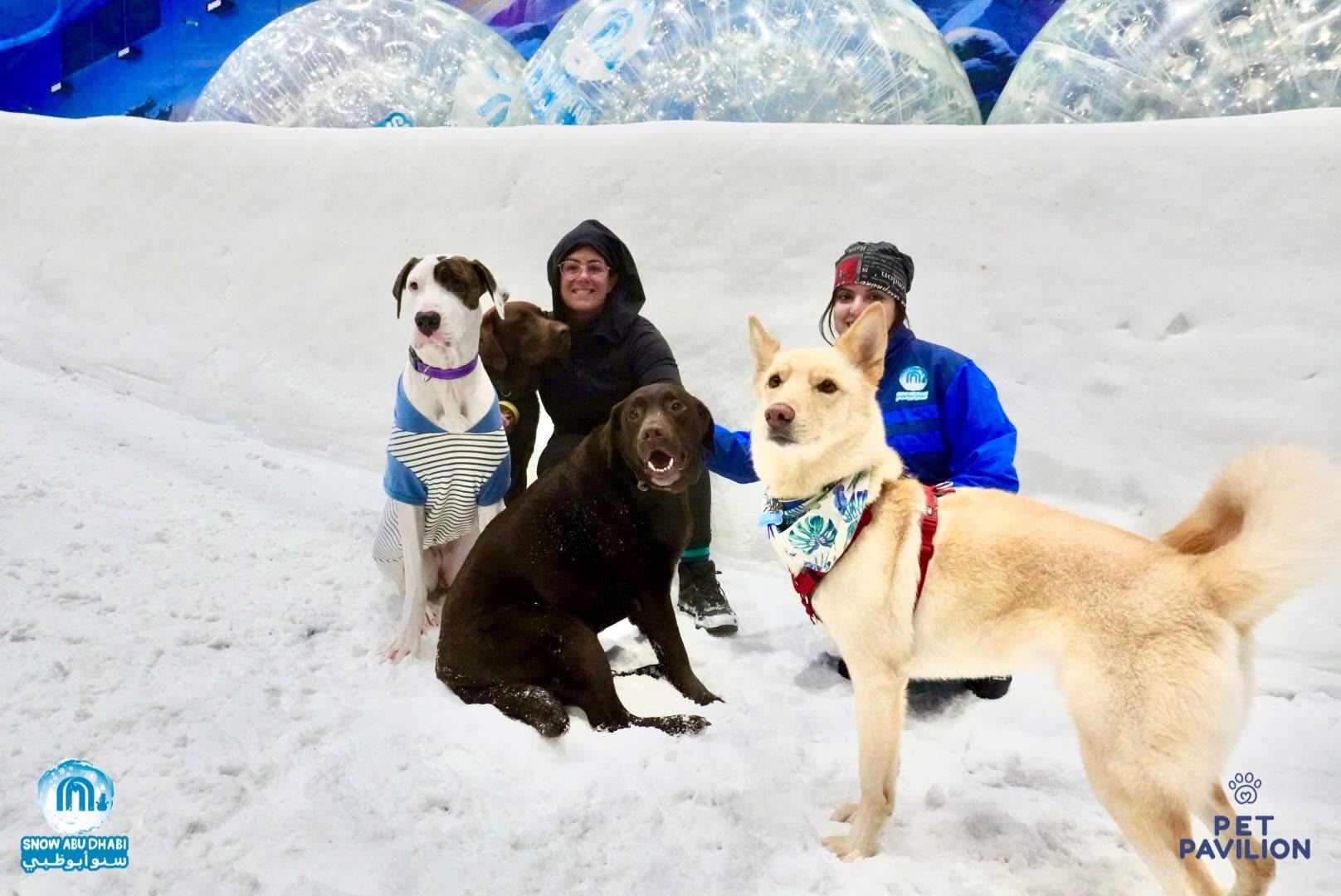 First-Ever Snow Experience for Dogs in Abu Dhabi! photo 4