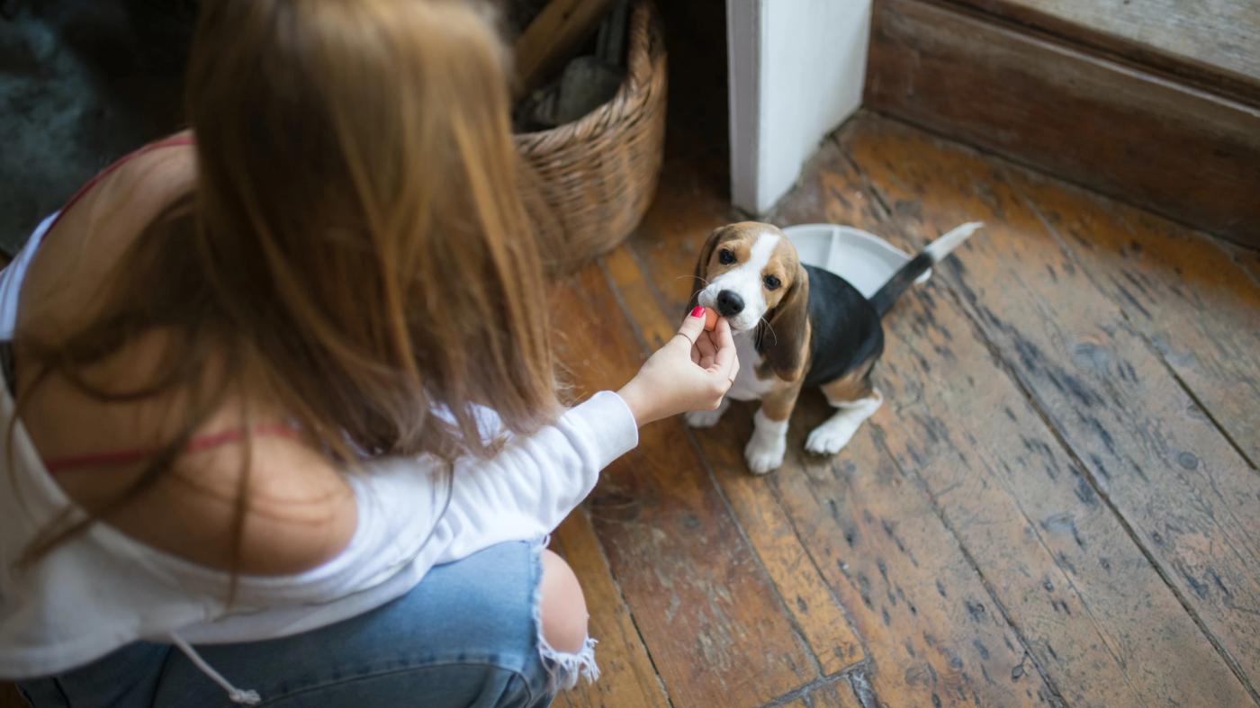 The Challenges of Owning a Pet as a Beginner: What You Need to Know