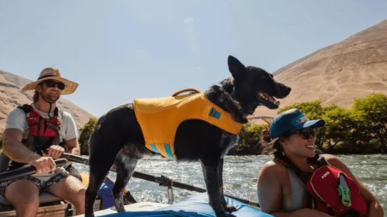 Why the Ruffwear Float Coat™ is the Only Dog Life Jacket You'll Ever Need