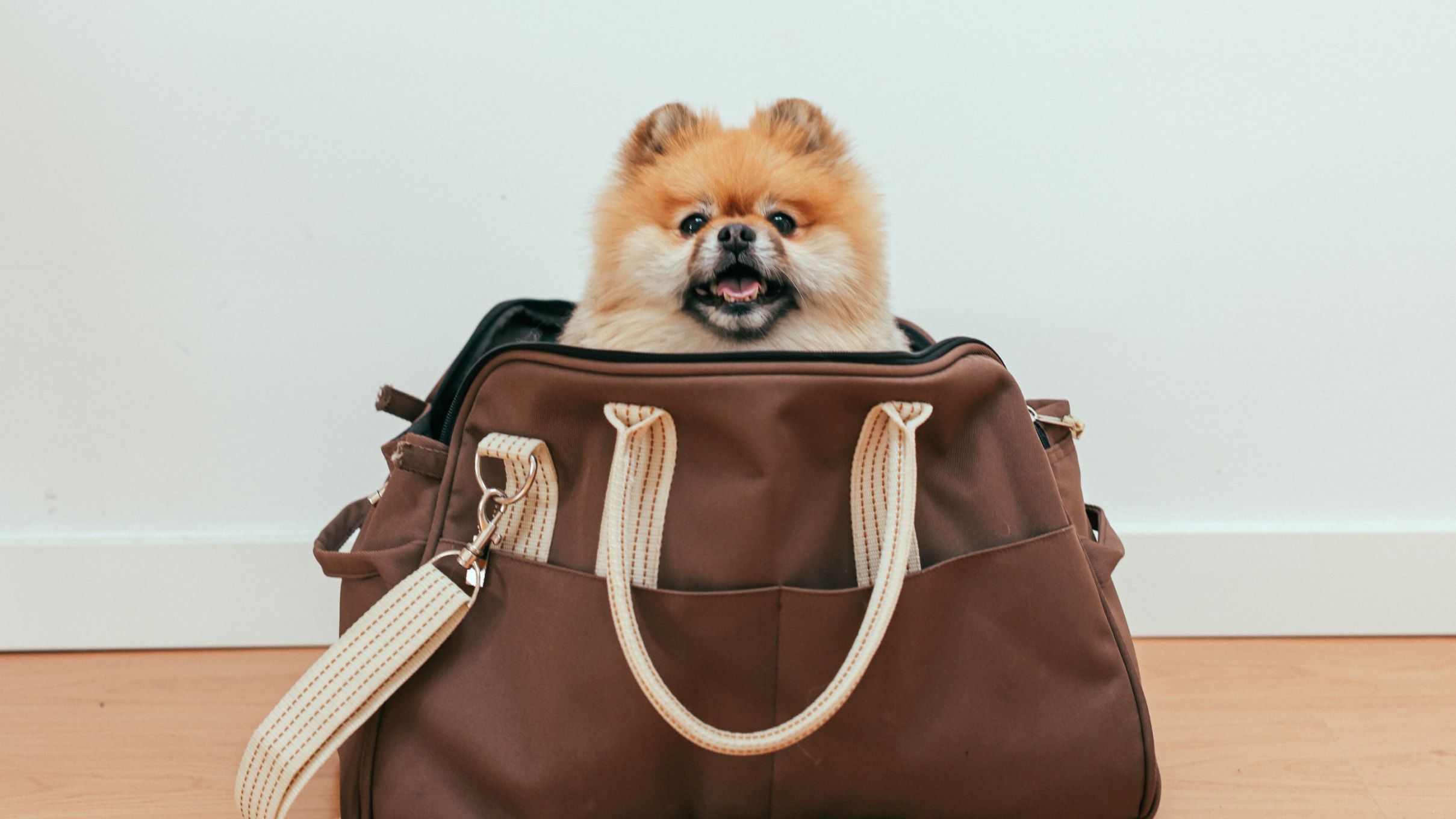 How to Prepare When Boarding Your Dog for the First Time