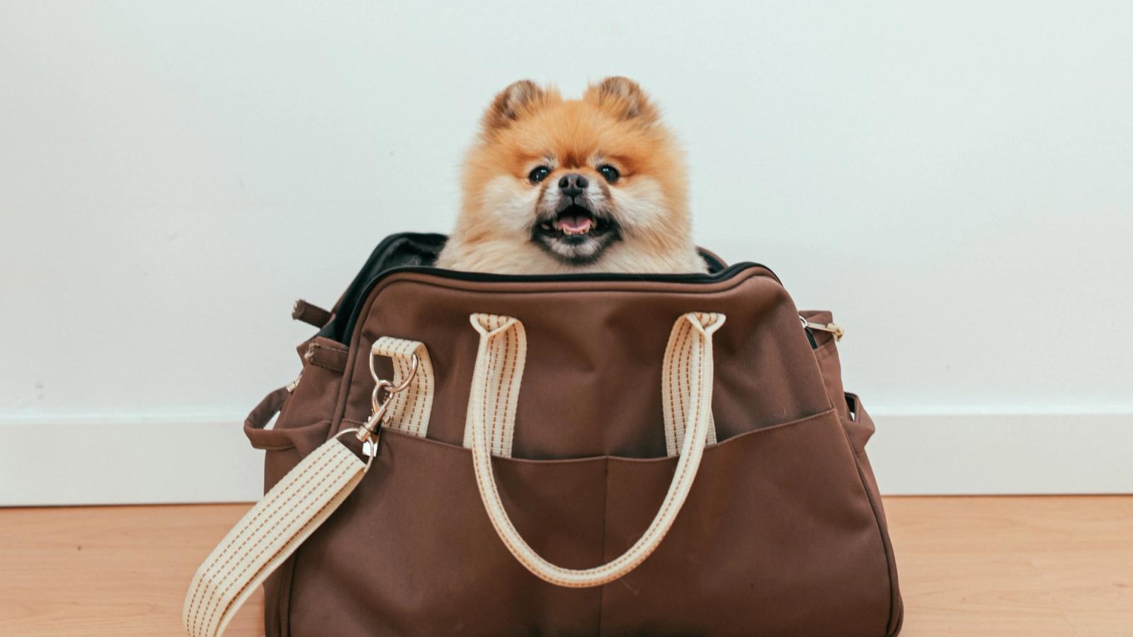 How to Prepare When Boarding Your Dog for the First Time