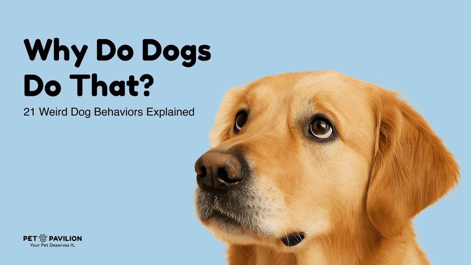 Why Do Dogs Do That? 21 Strange But Normal Dog Behaviors Explained