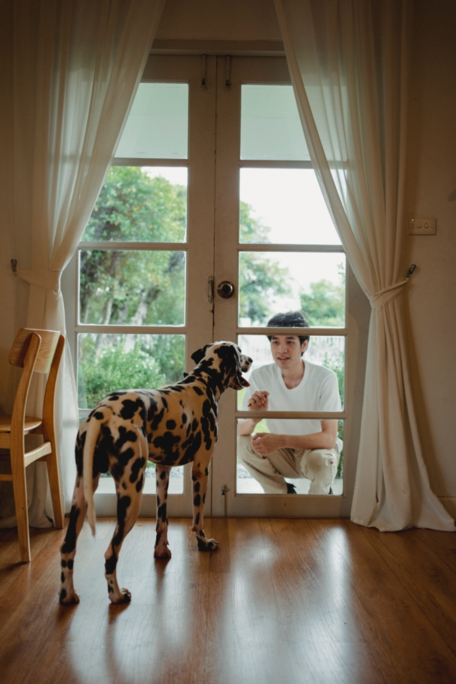  A Dalmatian with Separation Anxiety Watching its Owner Through a Glass Door