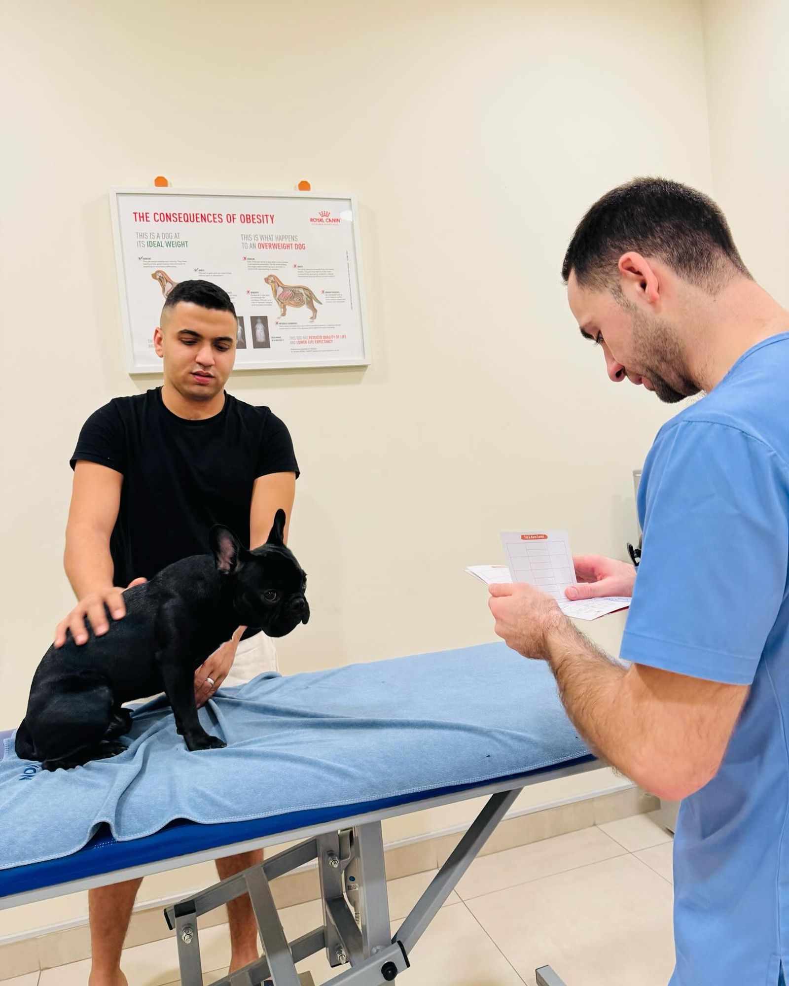 Furry Friends' Health: Why Regular Vet Visits Are Non-Negotiable