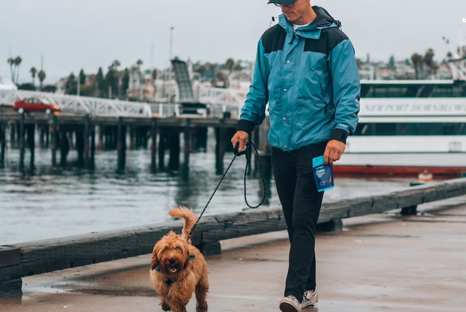 A dog taking a stroll with its owner